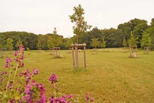 Waldfriedhof, Wiese mit jungen Bäumen